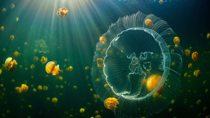 有许多水母一起在水中游泳