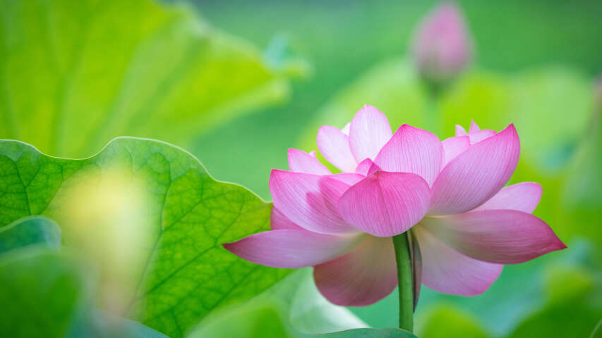 Arafed 粉红色的花朵，背景是绿叶