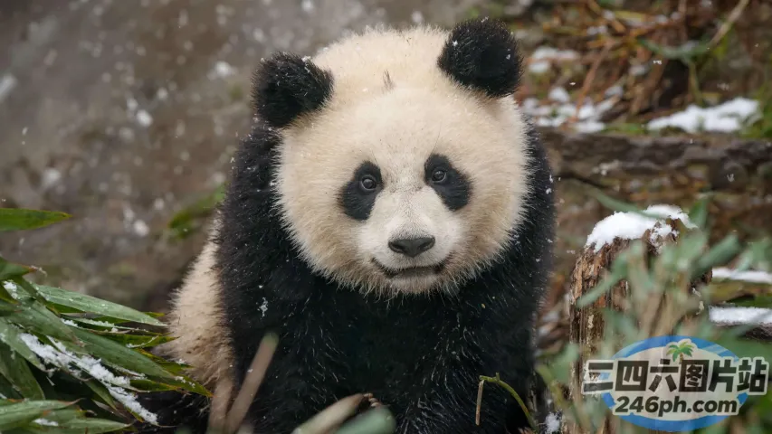 熊猫熊坐在动物园围栏的雪地里