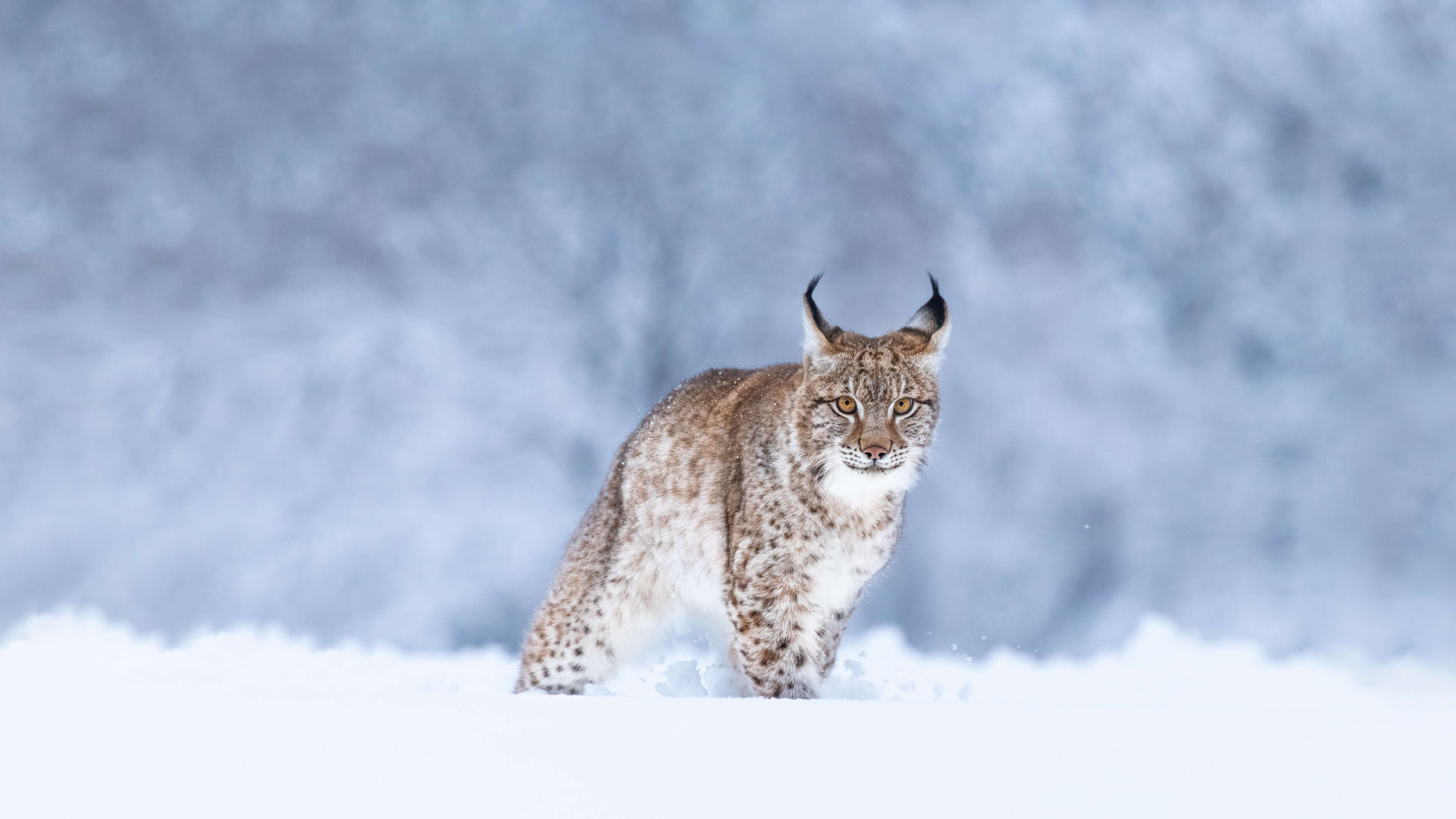 阿拉菲德猞猁在森林前的雪地里行走