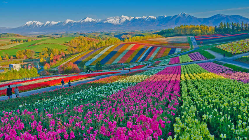 以群山为背景的花田 arafed 视图
