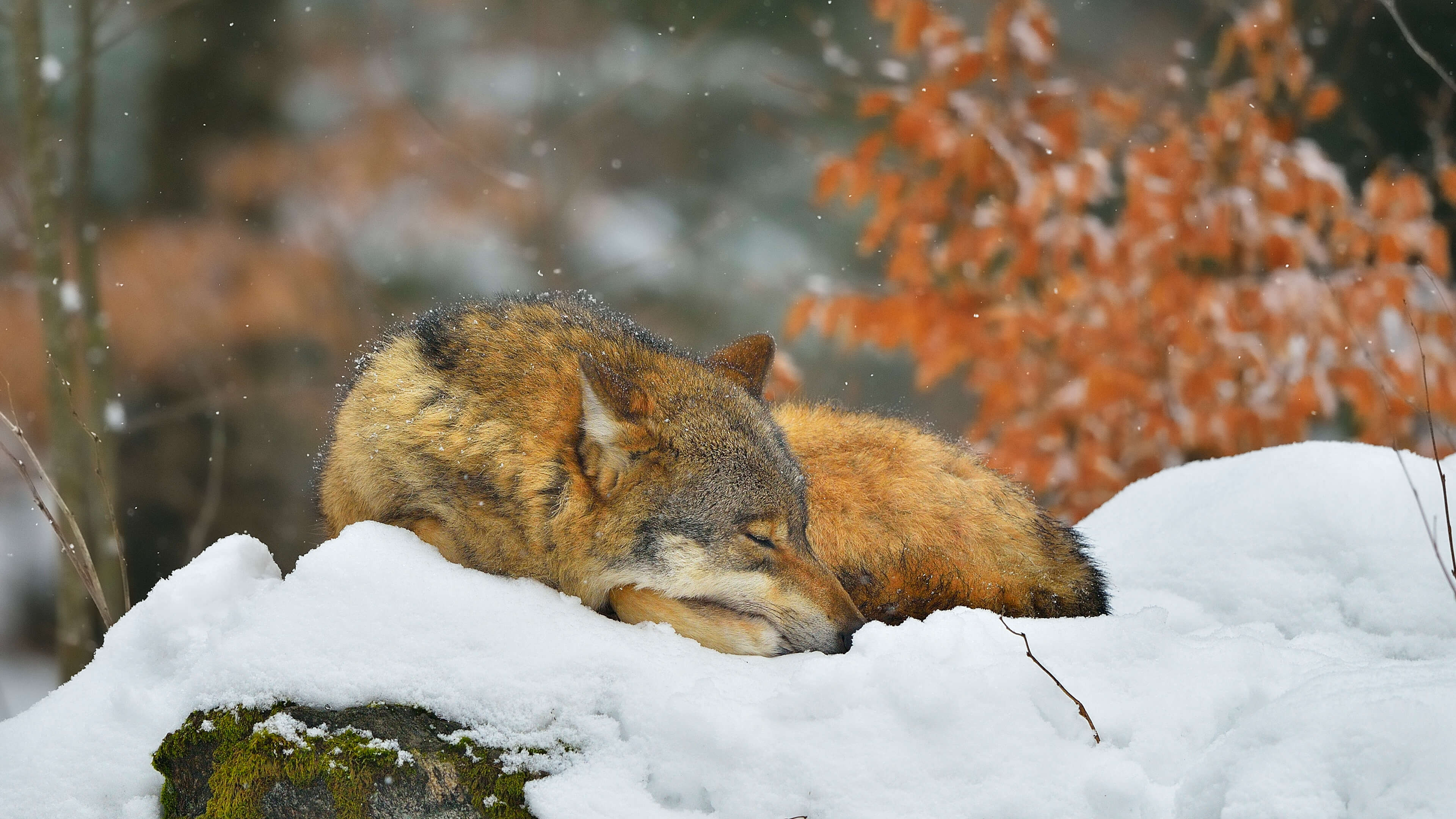有一只狼睡在雪地里的一块石头上