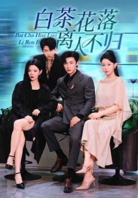 白茶花落离人封面图