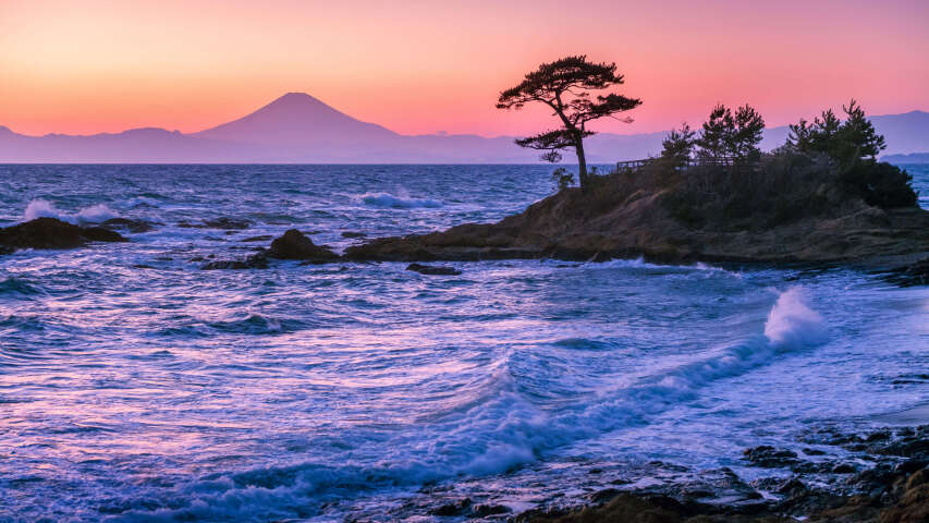 海滩的美景，岩石上有一棵孤树