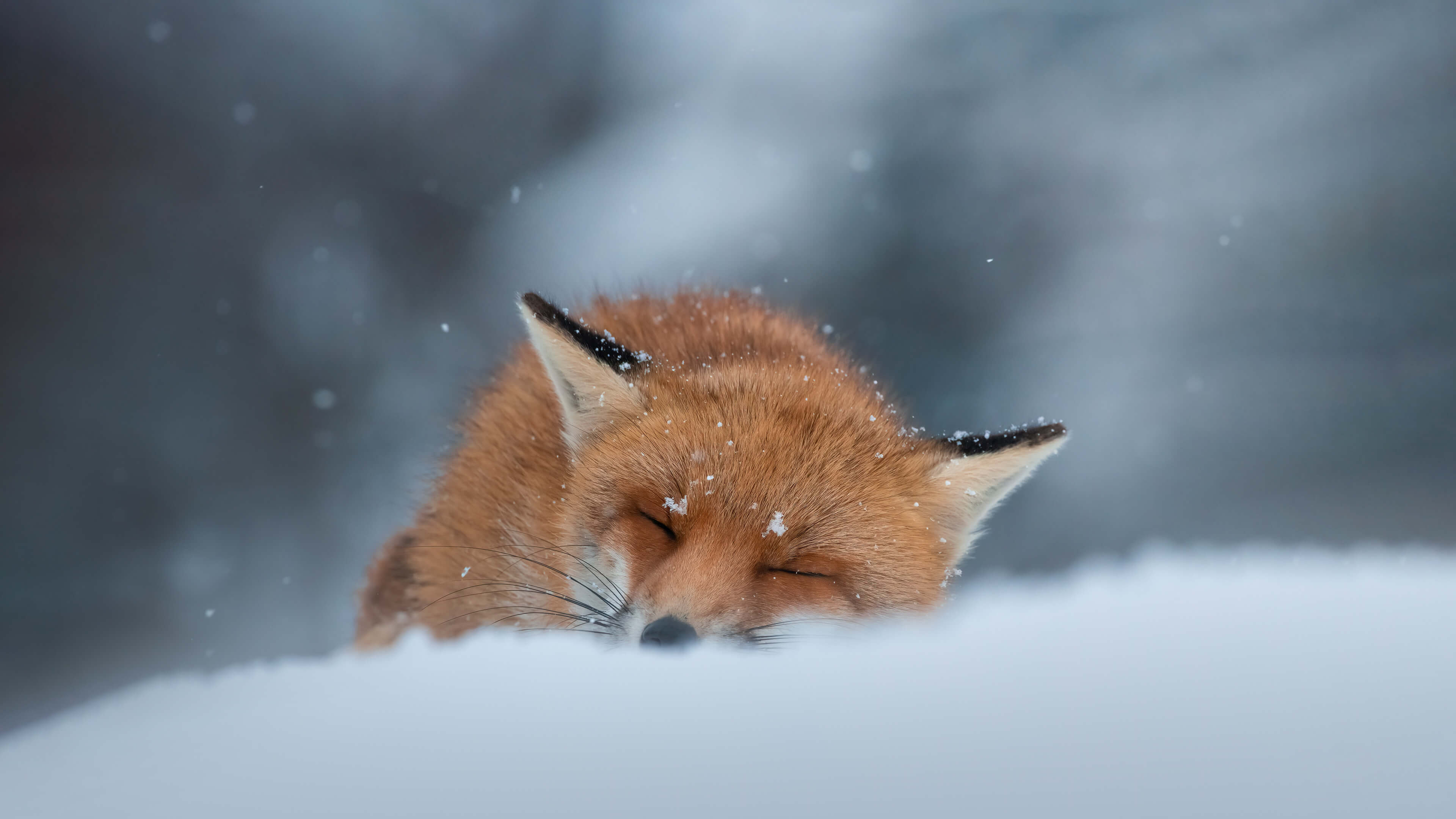雪天有一只红狐睡在雪地里