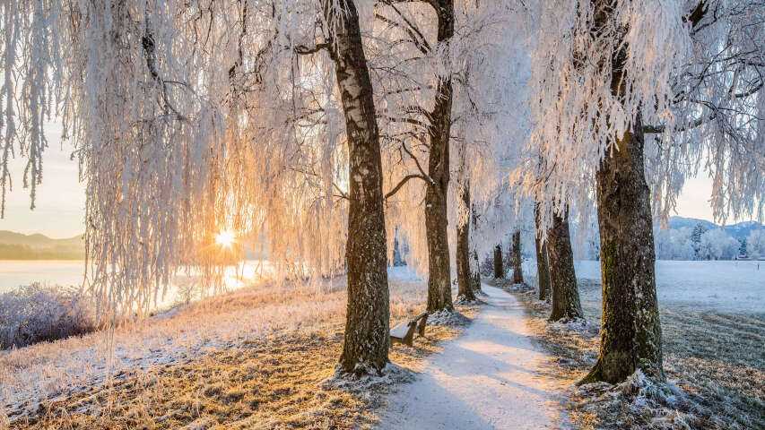 绿树成荫的小路上白雪皑皑的树木，背景是湖泊