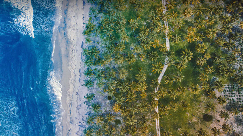 棕榈树和蓝色海洋海滩的鸟瞰图