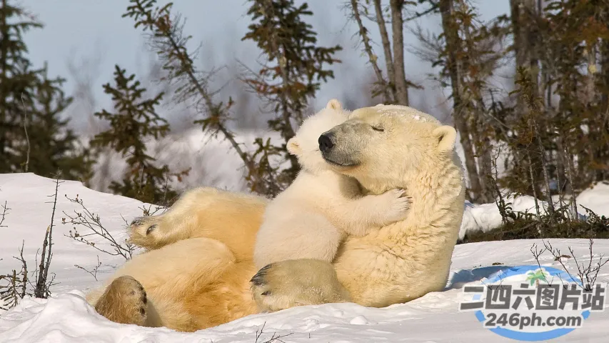 有两只北极熊躺在雪地里