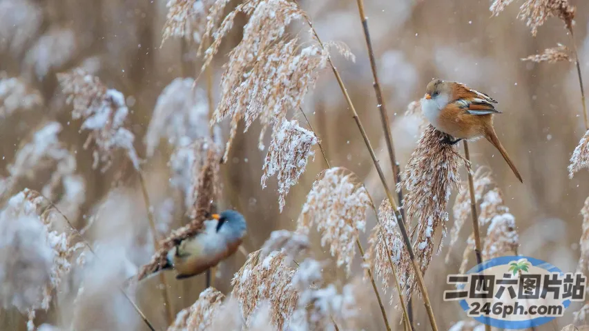 雪地里高高的草地上坐着两只鸟