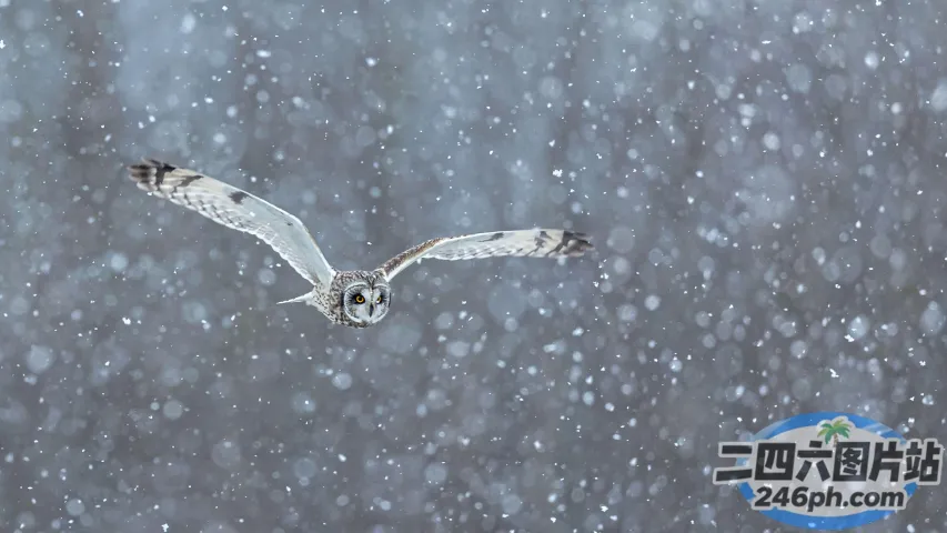 张开翅膀在雪地里飞翔的雪鸮