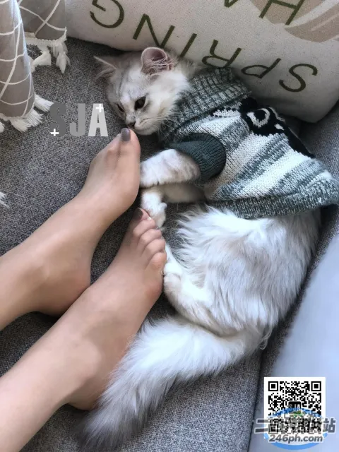 有一只猫躺在一个人的脚上