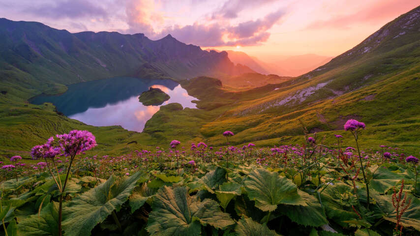 田野上的紫色花朵，背景是湖泊