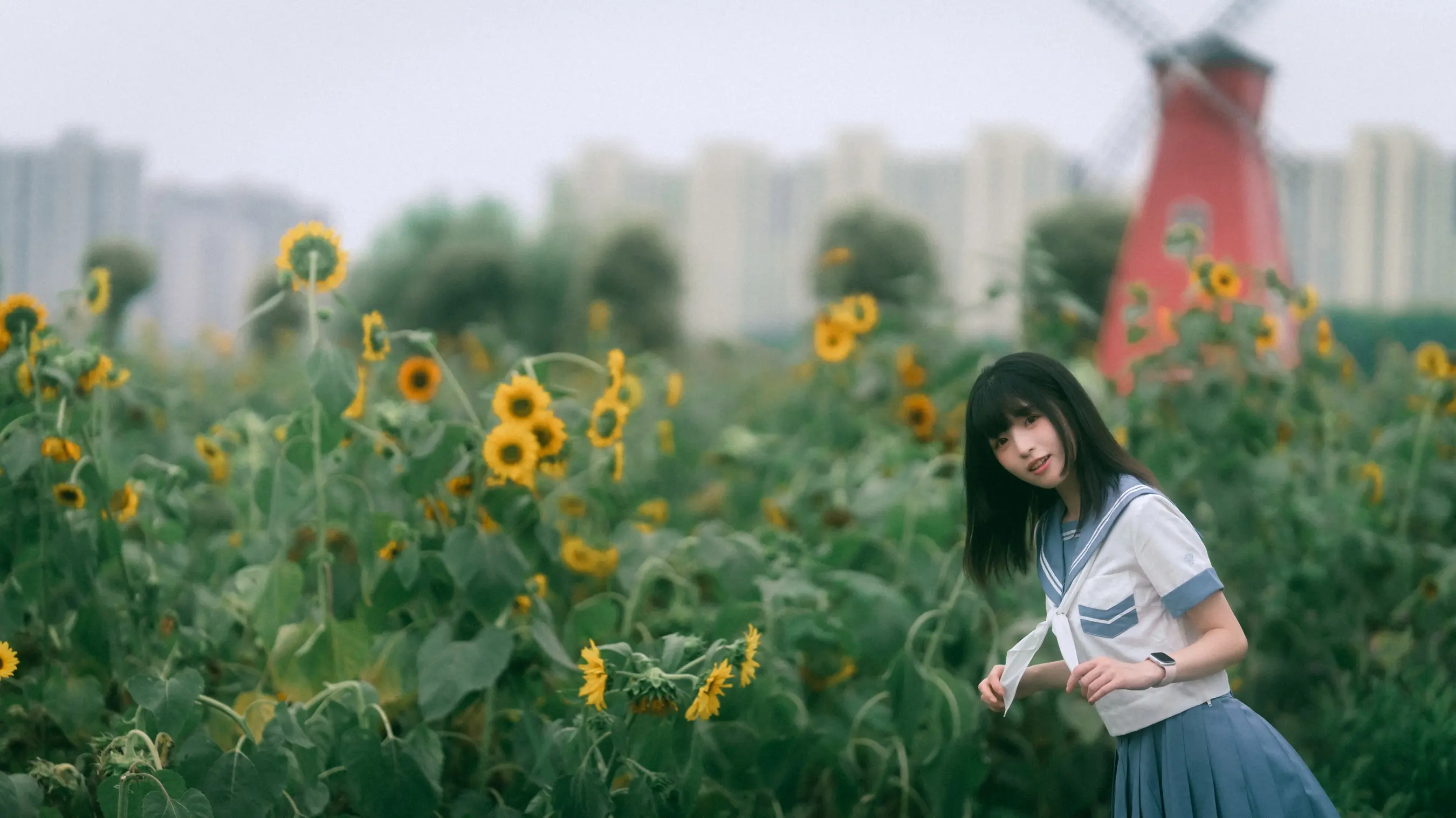 向日葵田里的阿拉夫德女人，背景是风车