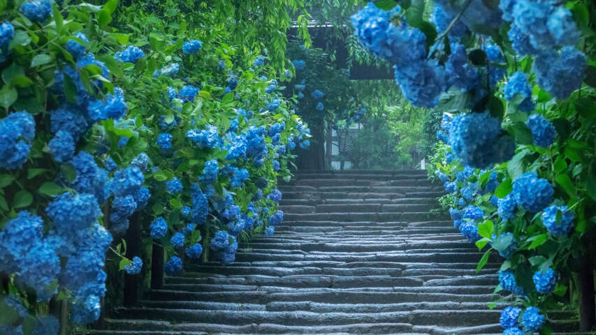 建筑物的台阶上生长着许多蓝色的花朵