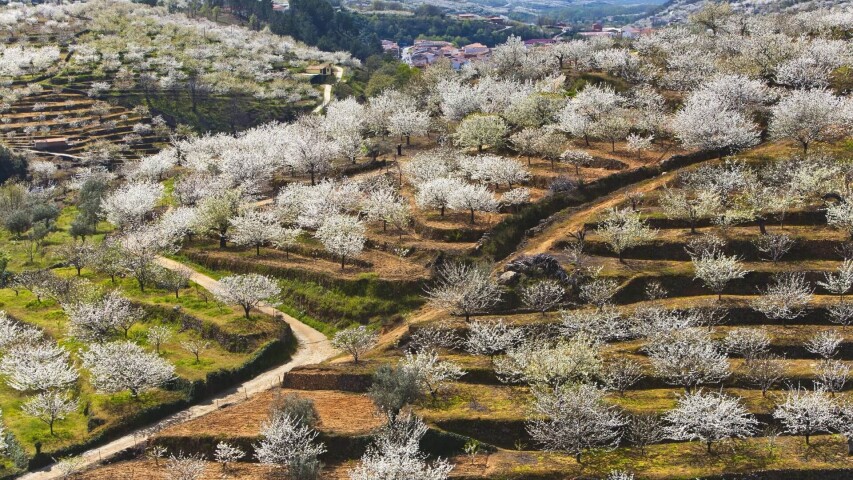 山谷的美景，有一条土路和几棵树