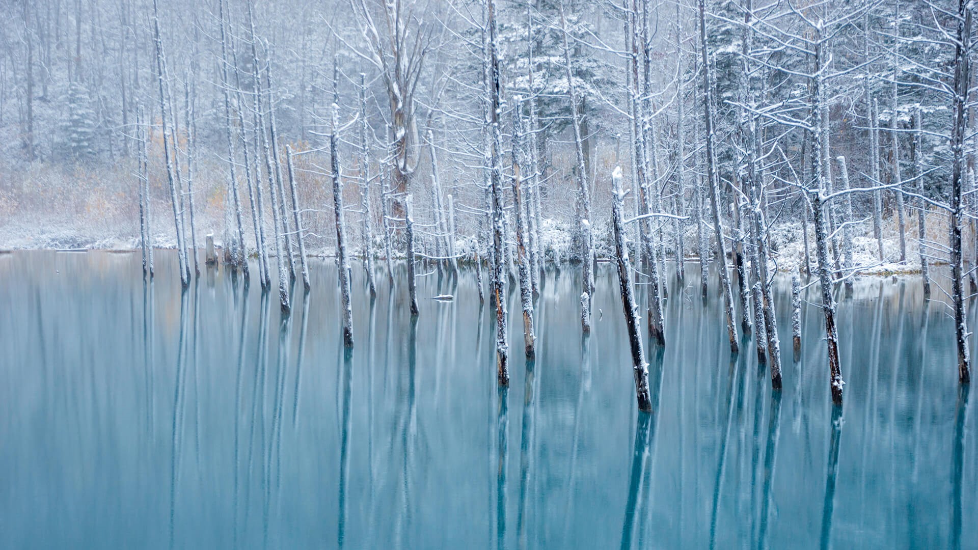 树木站在水里，上面有雪