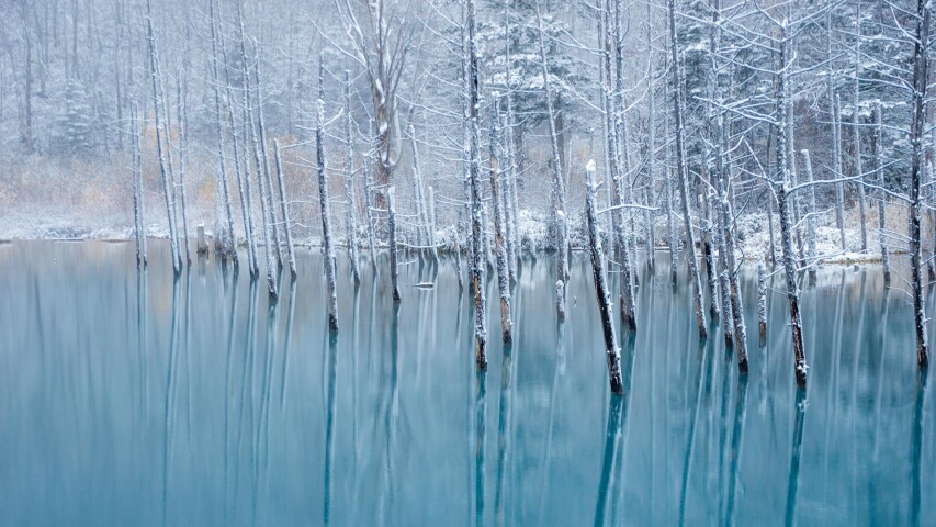 树木站在水里，上面有雪