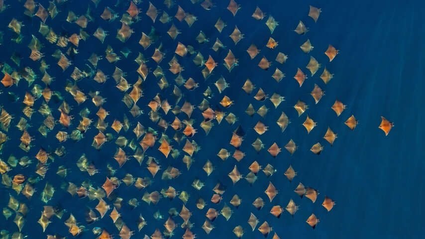 一群在海洋中游泳的黄刺鱼的 arafed 图像