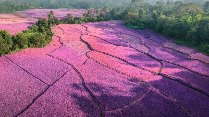 紫色的花朵生长在背景是树木的田野上