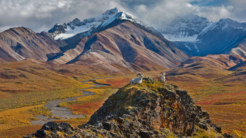 山上有几只羊站在岩石山丘上