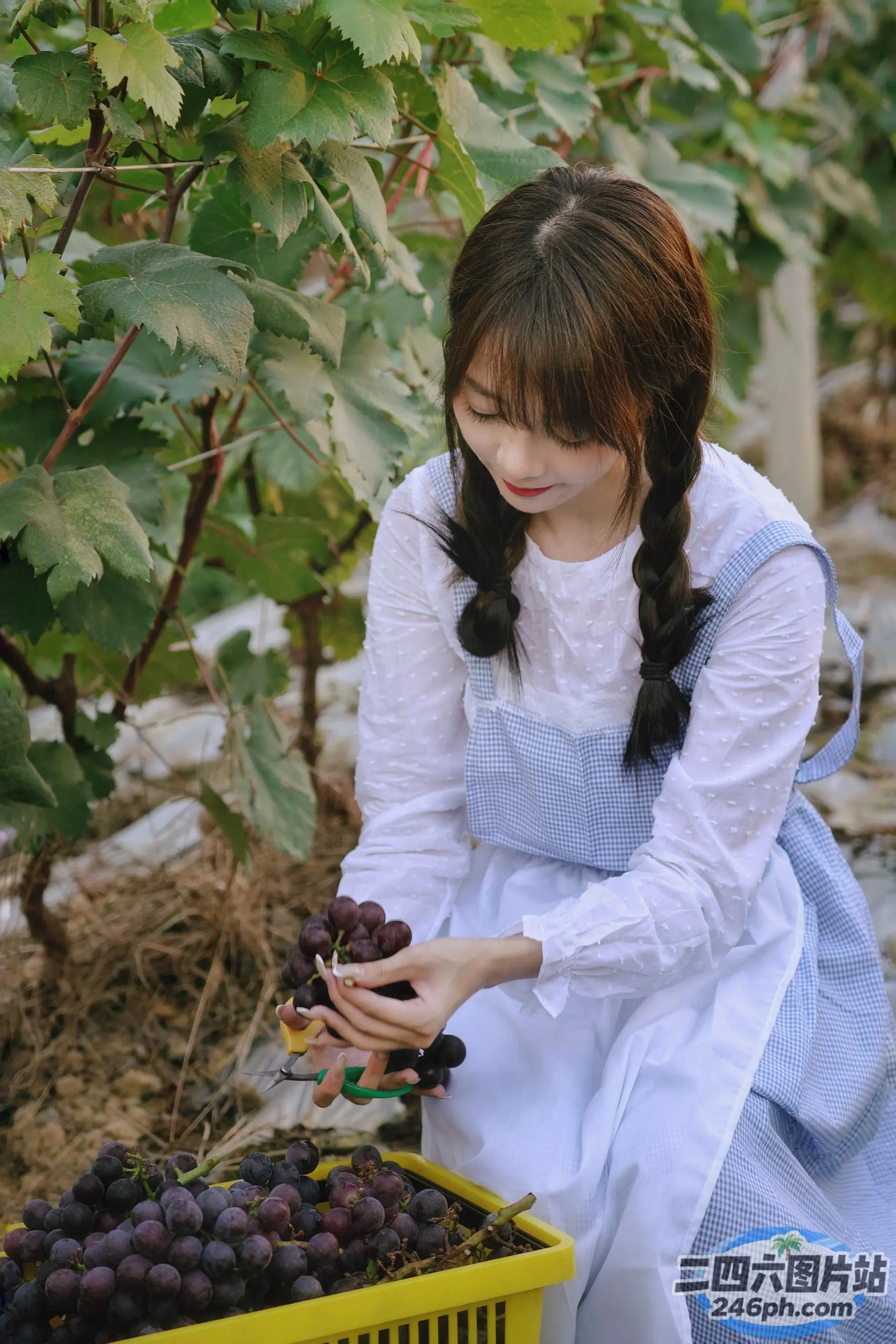 身穿白色连衣裙的 araffe 女子从篮子里摘葡萄