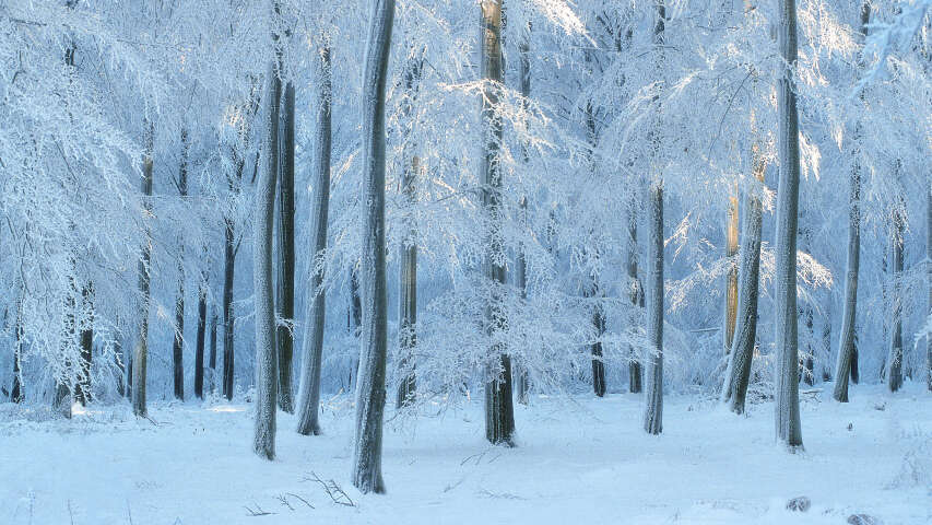 森林里有雪的树