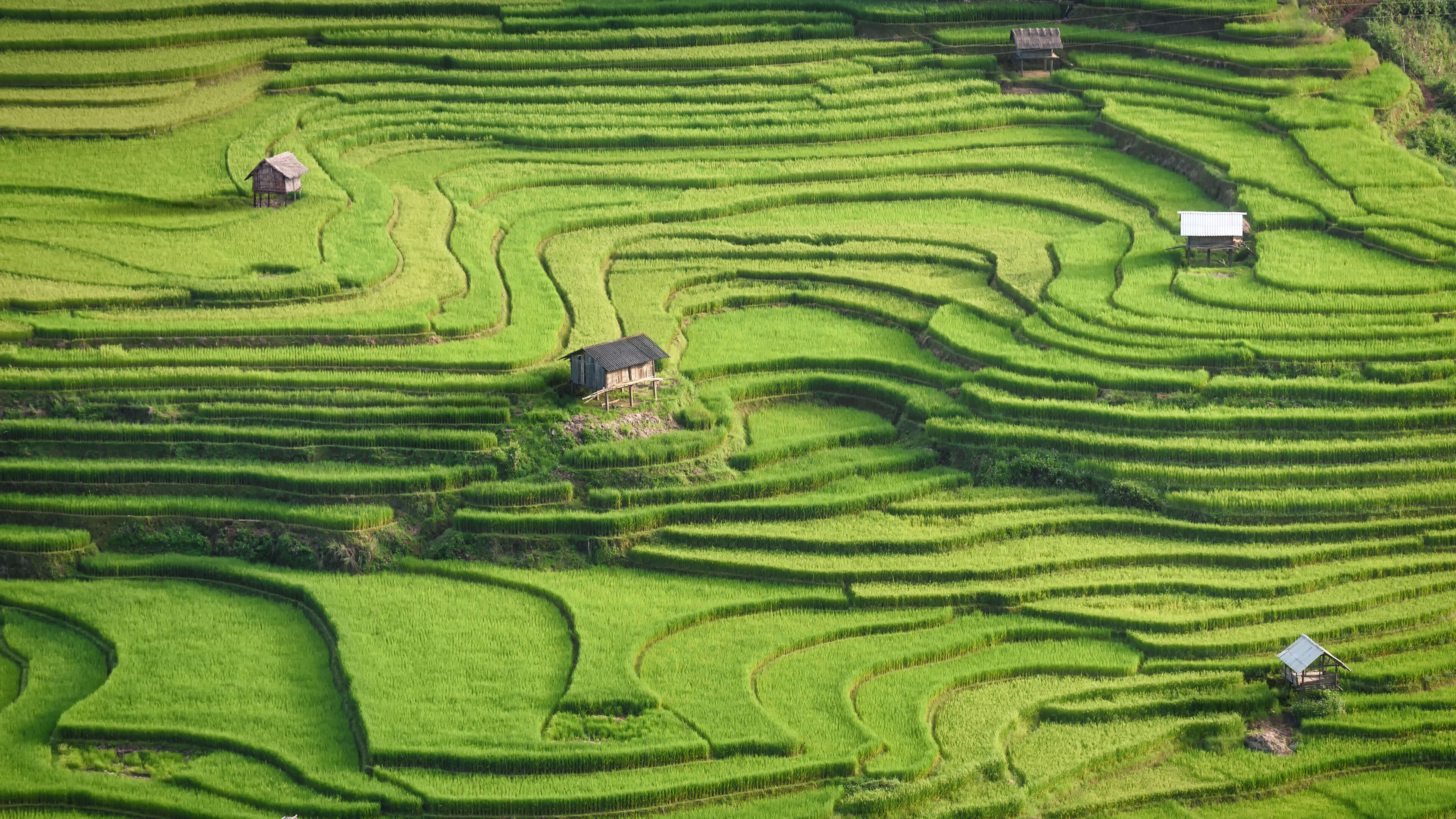 有房屋和几棵树的 Arafed Green Field