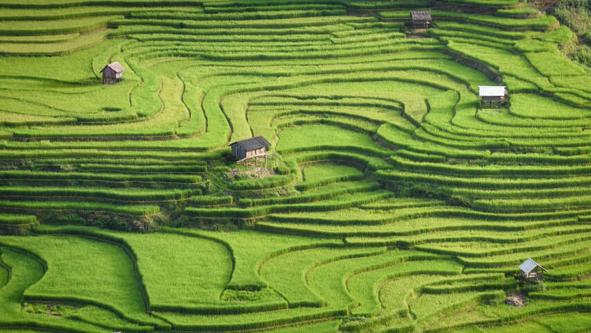 有房屋和几棵树的 Arafed Green Field