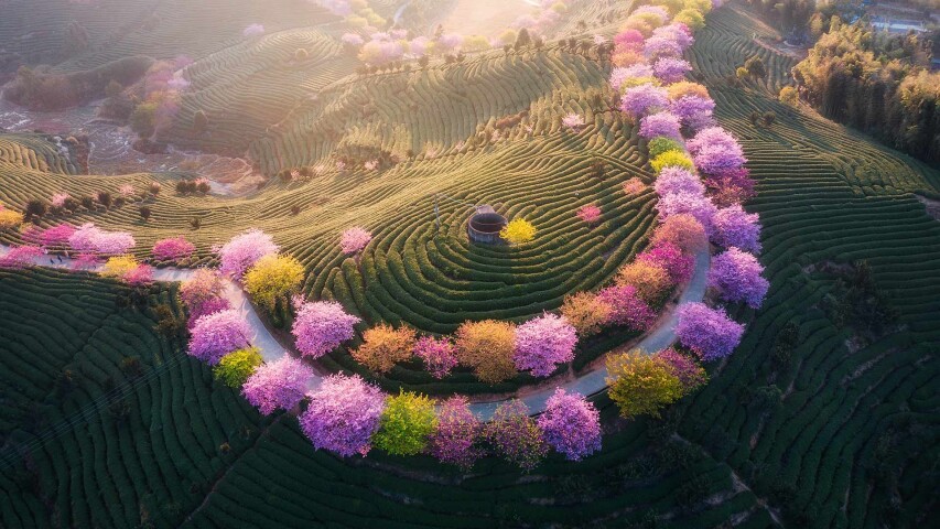 圆形田野的 arafed 视图，中间有树木