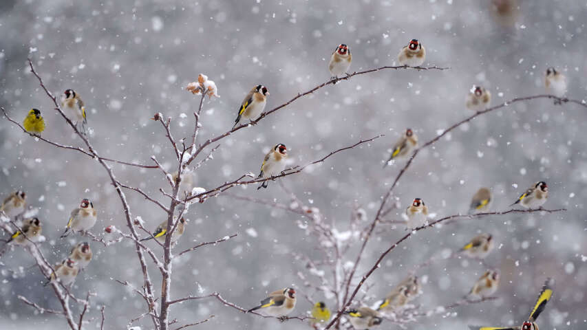 雪地里有许多鸟坐在树枝上