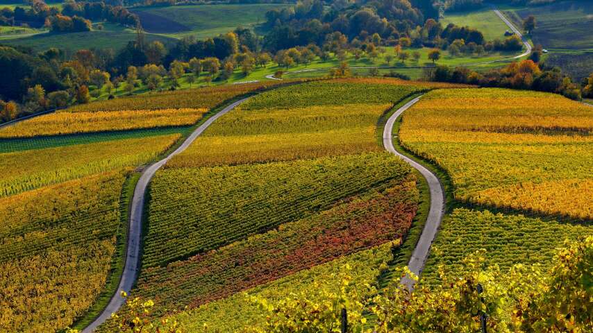 葡萄园中蜿蜒的道路，背景是山谷