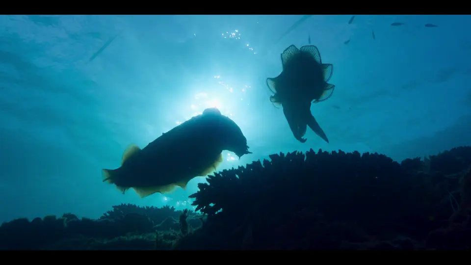 2024纪录片《我们的海洋》5集全.HD1080P.英语中字截图;jsessionid=HEhbSdxQefNwEd-1_H4ZdryzauQInXjq7i0gdX5L