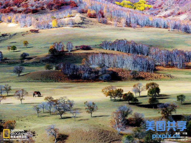 树木在草地的前景中，有一匹马在吃草