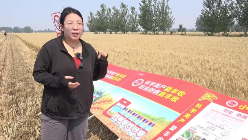 测产现场|爱丰收实打实收，一亩增产200余斤